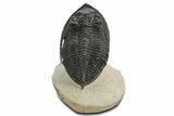 Fossil Zlichovaspis Trilobite - Atchana, Morocco #359149-2